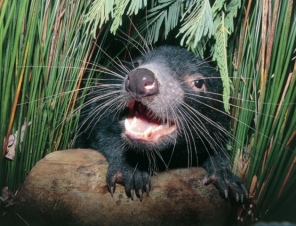 Tasmanian Devil 2